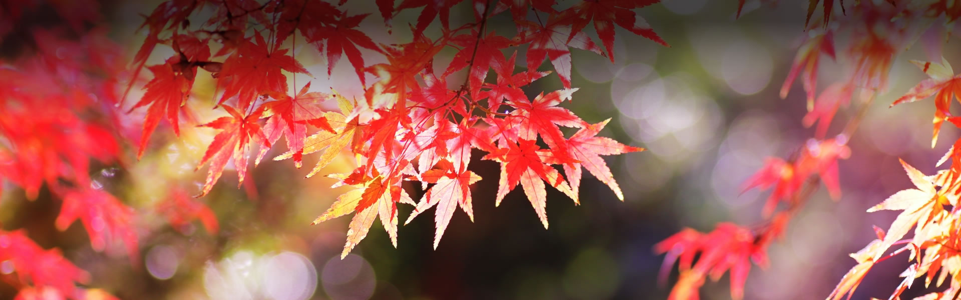 総合福祉施設いぶき